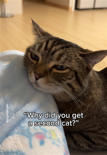 Cute Cat Videos: Adorable Kittens and Dwarf Cats