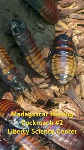 Madagascar Hissing Cockroach #2 | Liberty Science Center