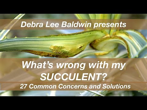 What's Wrong with My Succulent? 27 Common Concerns and Solutions #succulentpests #succulentproblems