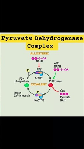 pyruvate dehydrogenase complex #pdh #pdc #tcacycle #krebs #krebscycle #tca #carbohydratemetabolism