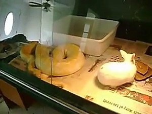 Albino Burmese Python eats a Rabbit