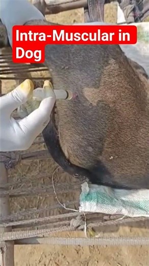 I/M injection Dog #veterinary #doglove #dogowners
