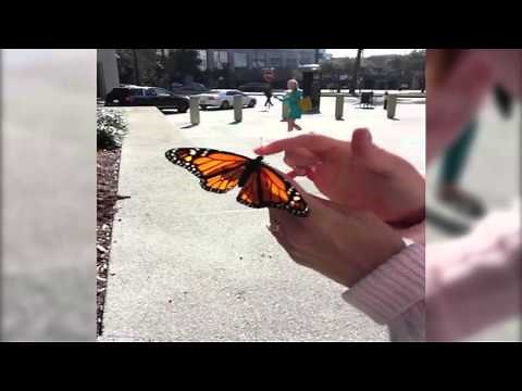 Butterfly Freedom Fail