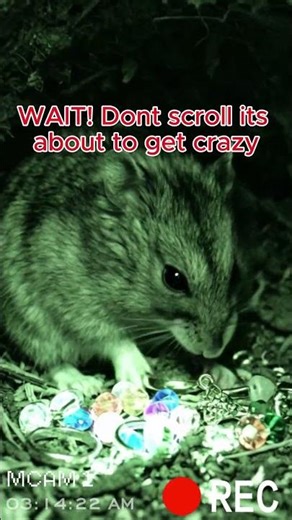 Ranking Craziest Hamster Moments #shorts #hamster #funny