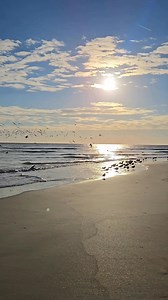 Beachinit with friends 🧡 #Birdwatching #Beach #Bliss #Sunrise | First Light InSite