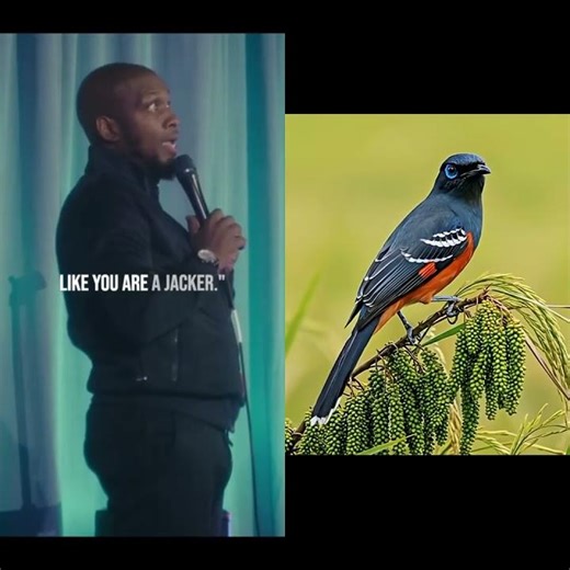 Jacker | Ali Siddiq Stand Up Comedy #shorts