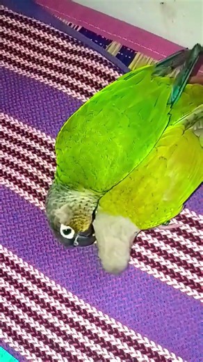 🥳🥳😊🥰💓💞💓🦜🦜