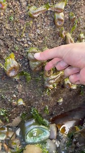 1M views · 866 reactions | I Gently Poked Them & They Gushed! These little sea anemones are one of the most abundant animals in tide pools! They are related to jellyfish and can self replicate. They are intertidal creatures. Meaning, they are underwater during high tide and exposed to air for hours during low tides. #animals #nature | Jacob Colvin | Facebook
