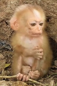 15K views · 525 reactions | My love Cheko is in poor health, so Cheko does not eat because Cheko misses her sister | Monkey Rainbow | Facebook