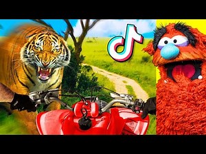 Craziest CLOSE CALLS Animal ATTACKS on TIKTOK