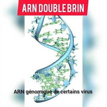 Les différents types de l'ARN acide ribonucléique