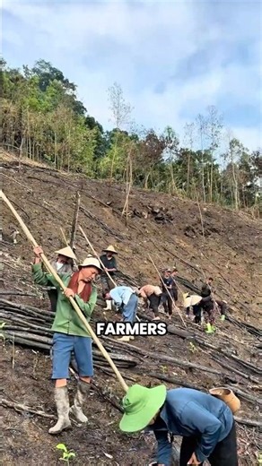 How Vietnamese Farmers Grow Rice on Steep Hills 🌾