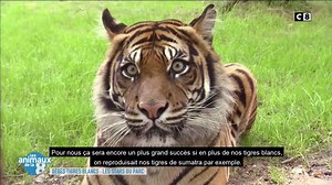 13K views · 61 reactions | Ce week-end les Animaux de la 8 ont observé des tigres blancs, une des 5 espèces encore vivantes aujourd'hui. Au total, 3 espèces de tigres ont disparu ces dernières années... | C8 | Facebook