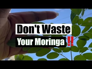 🌿Moringa: How to Harvest and Process at Home (For Powder or Tea!) 🍵 🏡