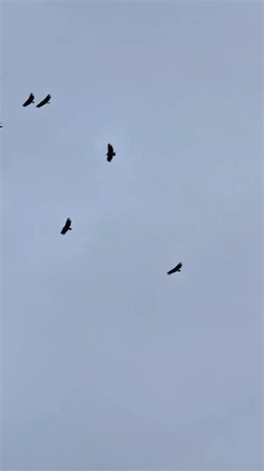 En direct depuis Ascain des vautours survolent la montagne. | Pays Basque BAB