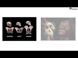 The Story of Human Evolution Video Lecture | History Class 11 - Humanities/Arts