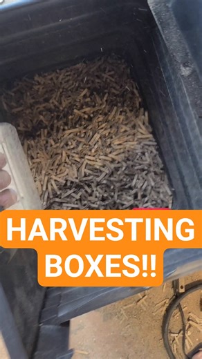 cardboard mulch!! #desertplants #gardening #arizona #mulching