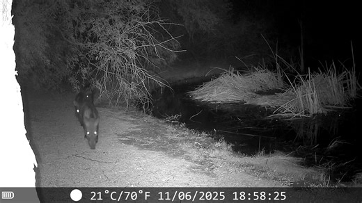 11 reactions | Mesquite Wildlife Oasis is one of our favorite Wildlife for Tomorrow programs. A dedicated group of educators introduces thousands of school kids to the outdoors and natural habitats of Arizona each year. However some of the Oasis's residents are a bit shy and only come out at night after the school day is done. #birds #arizona #Conservation #outdoors #community #nonprofitorganization #outdoorrecreation #nature #nochildleftinside | Wildlife for Tomorrow | Facebook