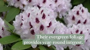 Rhododendrons Put on a Colorful Show During Spring—Here's a Seasonal Guide to Keeping Them Healthy