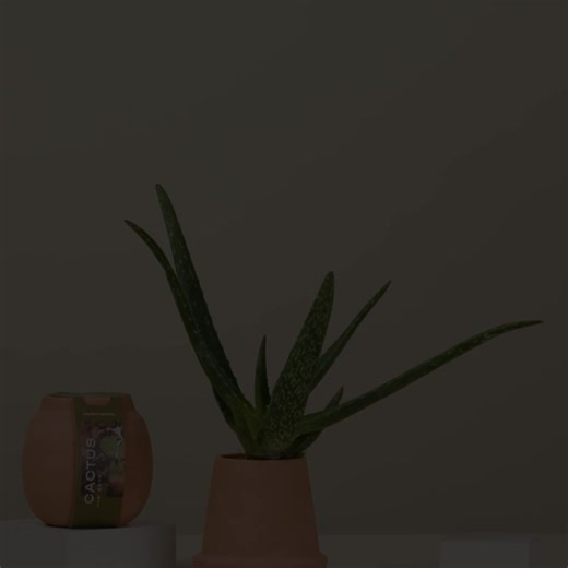 A fresh design featuring a terracotta planter with a water-tight glazed interior and hydroponic setup that delivers nutrients directly to the roots. Each kit includes a guaranteed-to-grow desert plant. The three unique vessel shapes work beautifully as a set. Designed using our immersion hydroponic setup that's simple to use, even for those of us without green thumbs.