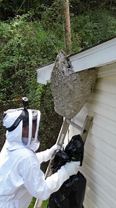 What's Inside a Giant Hornet Nest? (We Cut It Open!) #hornets #hornetnest #hornet #beekeeping | Fishin’ with Tate