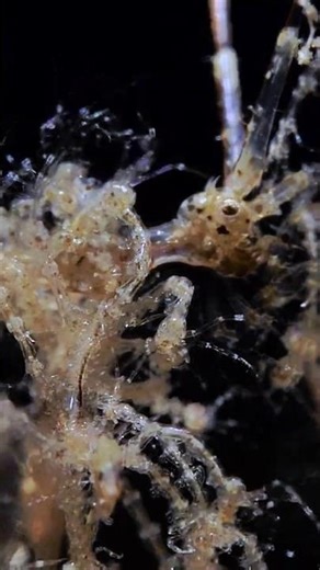 Skeleton Shrimp Carrying Juveniles | #Underwater #Macro