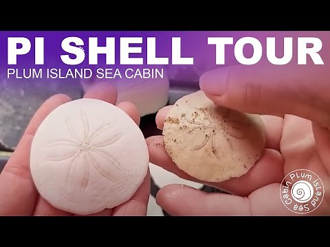 HUGE SHELL COLLECTION Tour | Virtual Shelling | Shelling New England | Plum Island Massachusetts