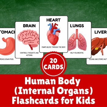 Human Body Internal Organs Flashcards – Printable Anatomy Cards for Kids