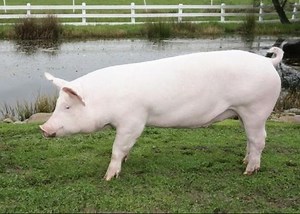 Yorkshire Pigs Pros And Cons – Complete Owners Guide - The Pet Well