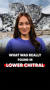 On February 12, 2026, a wounded wild cat in Lower Chitral was thought to be a snow leopard cub. But when experts from the Snow Leopard Foundation Pakistan examined it, the truth was different: it was a leopard cat. How can two animals look almost the same, yet belong to completely different worlds of size, habitat, and survival status under the International Union for Conservation of Nature? This incident raises an important question: how well do we really know the wildlife around us? | Ibex Med