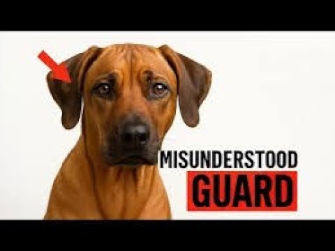 Why Rhodesian Ridgebacks Are the Most Misunderstood Guard Dogs