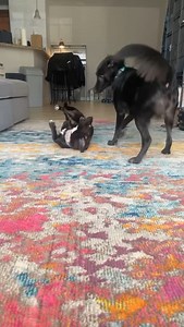 51 reactions · 16 shares | Say hello to little miss SASSY #A290849...