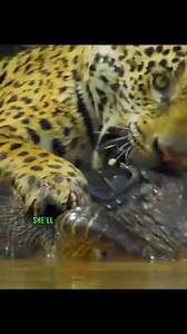 8.5K views · 20 reactions | Tiger bites snakes | Animal World | Facebook