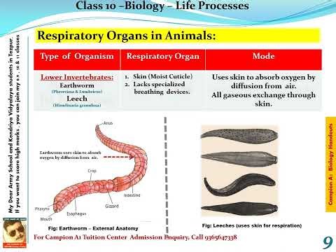 Respiration Class X CBSE Notes