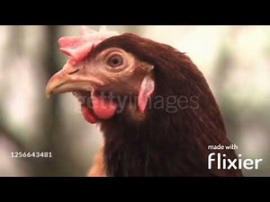 Elmo's World Footage Remakes: Farms (Version 4)