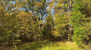 🌲 JUST LISTED – 73.9± Acres in Henry County, TN 🌲 If you're looking for a wooded retreat with location, access, and potential, this tract in Puryear, TN checks the right boxes. Sitting on 73.9± acres, this property features mixed mature timber, rolling terrain, and a trail system perfect for walking or ATV access. With frontage on U.S. 641 and public electric available, it’s ready for your vision, whether that’s a private getaway, hunting tract, or timber investment. 📍 5.4 miles to Downtown P