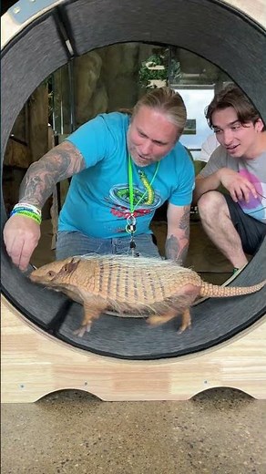 Armadillo Running On Big Wheel 😂 👀