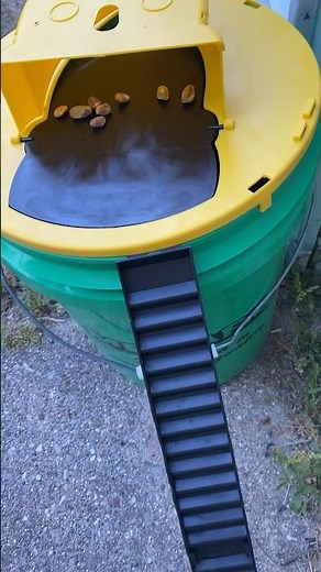 Bucket mouse trap trick #amazonfinds