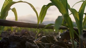 Water drips into soil from drip tape, agriculture drip irrigation system in corn sapling plantation with sun shines in evening, low angle, agricultural technology and saving water