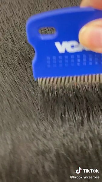 Please put your animals on flea prevention 😖😖😖 | flea removal on dogs