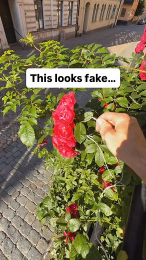6.6K views · 2.4K reactions | This looks fake — but it’s real. PlantWave turns the tiny electrical changes inside a rose into sound, mapping its signals to synth, bass, and harp. The rhythm you hear? That’s the rose’s own pattern — alive, never repeating. Learn more at plantwave.com #roses #plantwave #plantmusic #plantsmakemehappy #plants #garden #plantsounds #asmr | PlantWave | Facebook