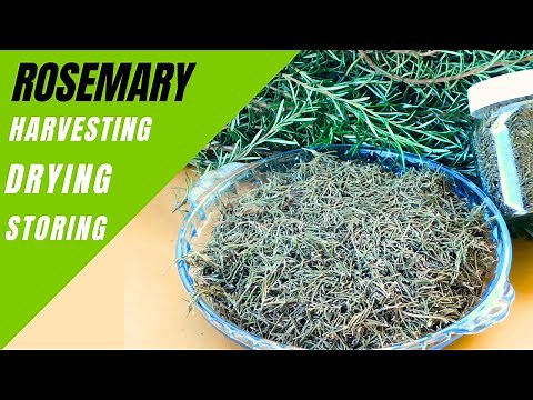 HOW TO HARVEST, DRY AND STORE ROSEMARY