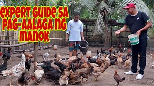 107K views · 6.5K reactions | Paano Mag-Alaga ng Native na Manok | BEGINNER'S ULTIMATE GUIDE Hello mga Idol,Alamin mula sa ating expert kung paano mag-alaga at palakihin ang mga native na manok mula sa pangingitlog hanggang lumaki ang mga ito. | Pinoy Palaboy | Facebook