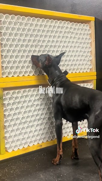 K9Legend Family dog Training on TikTok