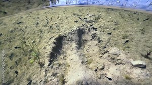 Moose footprint at the bottom of a pond, tadpoles swimming around. Estonia.