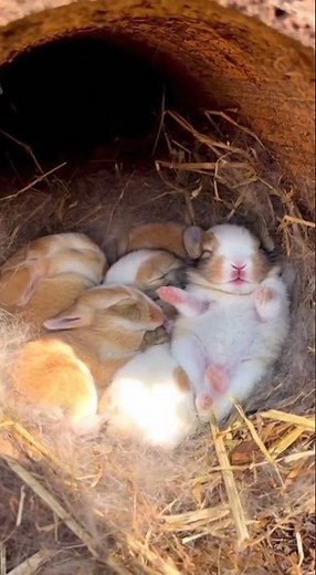 Adorable Baby Rabbits Napping in a Hollow Log | Tiny Snores (Close-Up)