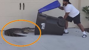 Florida Man Successfully Traps Alligator Using Garbage Can