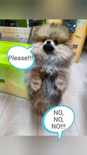 domino dog #puppy #cutepuppy #cuteanimals #dominogirl #щеночек #щенок #рекомендации2021 #recommendations #recomendation #besttiktok