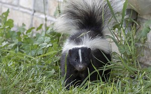 Are Skunks Blind? (And 7 Other Myths About Skunks)
