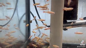 1.4K views · 94 reactions | Shimmering elegance in miniature: Discover the 24K White Cloud Mountain Minnow, a gold-flecked gem of the aquatic world. | Pet Zone Tropical Fish, San Diego, California | Facebook